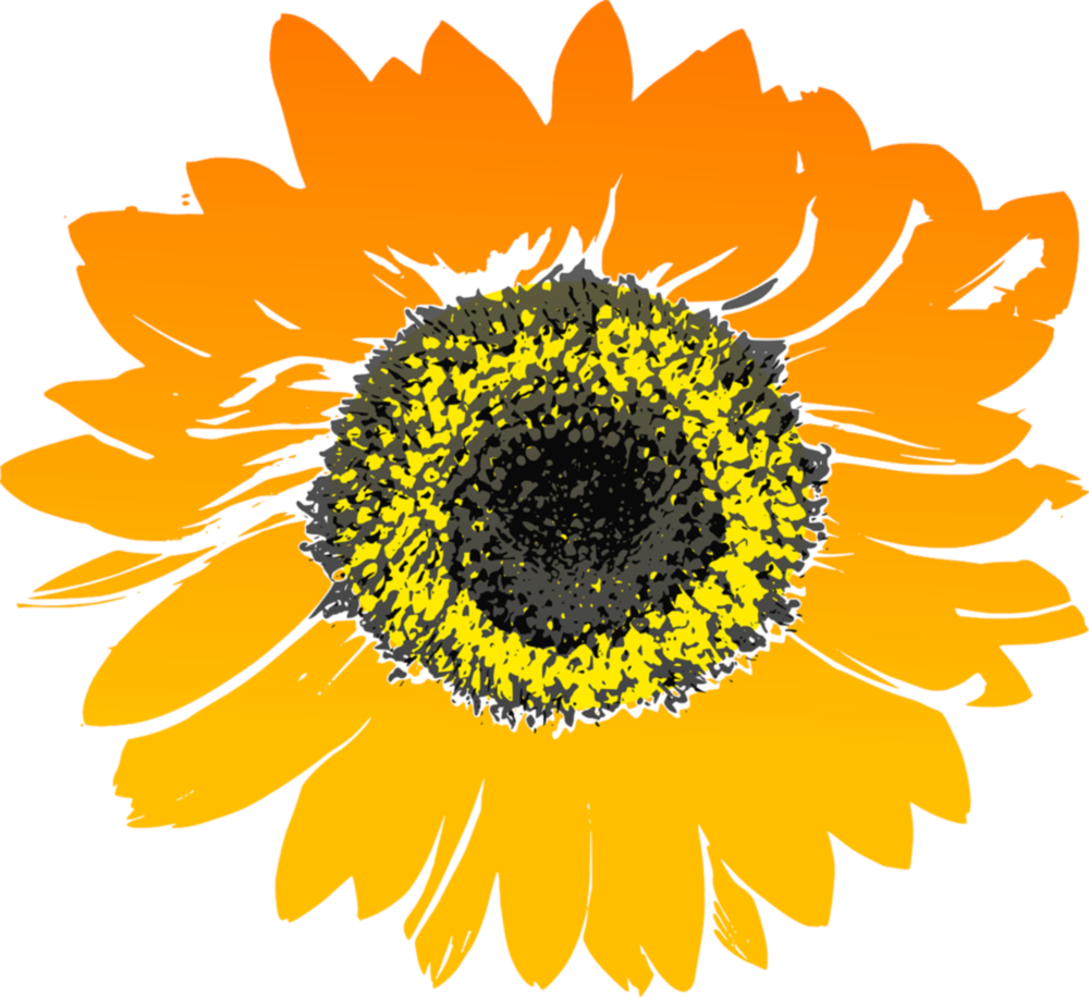 Large large sunflower 147075 1280