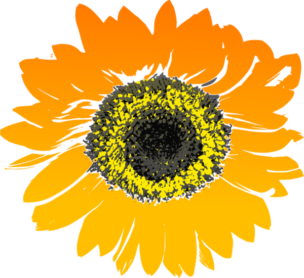 Medium large sunflower 147075 1280
